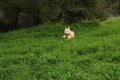 Golden retriever running on a Green field ,Close up of fresh thick grass Royalty Free Stock Photo