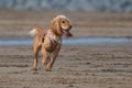 Golden retriever running on a large beach in North Devon Royalty Free Stock Photo