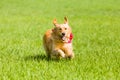 Golden retriever running on the lawn