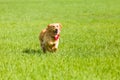 Golden retriever running on the lawn