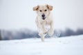 Golden Retriever running in snow Royalty Free Stock Photo