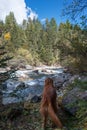 Golden Retriever is by a rushing river in the mountain forest Royalty Free Stock Photo