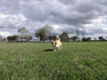 Golden Retriever ruuning in the park Royalty Free Stock Photo