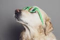 Golden retriever with saint patricks day glasses against a grey seamless backdrop