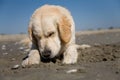 Golden retriever on a sandy beach