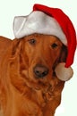 Golden Retriever santa Royalty Free Stock Photo