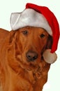 Golden Retriever santa