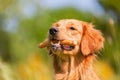 Golden retriever with a sausage in the snout