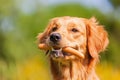 Golden retriever with a sausage in the snout