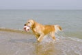 Golden retriever at the sea Royalty Free Stock Photo