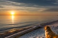 Golden Retriever Sunset on Lake Huron