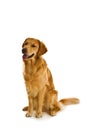 Golden Retriever Series (Canis