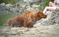 Golden retriever shaking off water Royalty Free Stock Photo