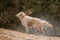 Golden retriever shaking off water after bath