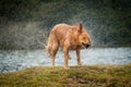 Golden retriever shaking off water after swimming in a local lake Royalty Free Stock Photo