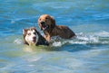 Golden retriever and Siberian puppies on the shore beach Royalty Free Stock Photo