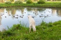 Golden Retriever sits in the grass by the lake looking at the ducks in the pond. Back view