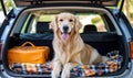 A Golden Retriever Enjoying a Car Ride With a Big Smile Royalty Free Stock Photo