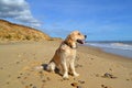 Golden Retriever sitting on beach