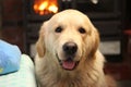 Golden retriever sitting by the fireside.