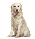 Golden Retriever sitting in front of white background Royalty Free Stock Photo