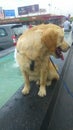 A golden retriever sitting near a fountain