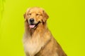 golden retriever sitting on a yellow surface looking up with its tongue sticking out Royalty Free Stock Photo