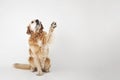 Golden retriever is sittng and greeting Royalty Free Stock Photo