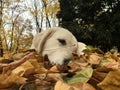 Golden retriever sleep Royalty Free Stock Photo