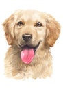 Water colour painting, Golden Retriever, looking 070 Royalty Free Stock Photo