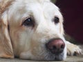 Golden Retriever Snout Royalty Free Stock Photo