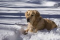 Golden Retriever in Snow