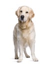 Golden Retriever standing in front of white backgr Royalty Free Stock Photo