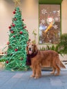 Golden Retriever standing next to the Christmas tree Royalty Free Stock Photo