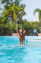 Golden retriever standing by the pool Royalty Free Stock Photo