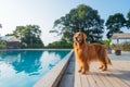 Golden Retriever standing by the pool Royalty Free Stock Photo