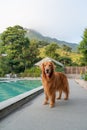 Golden Retriever standing by the pool Royalty Free Stock Photo