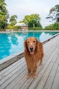 Golden Retriever standing by the pool Royalty Free Stock Photo