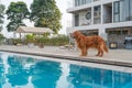 Golden Retriever standing by the pool Royalty Free Stock Photo