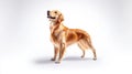 Golden retriever standing proudly with its head tilted in an isolated studio