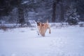 Labrador in snow.