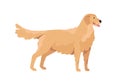 Golden retriever standing with tongue hanging out. Happy dog with wavy coat. Friendly purebred doggy. Colored flat