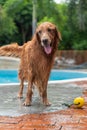 Golden Retriever Standing Wetly by the Pool Royalty Free Stock Photo