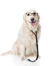 Golden retriever with a stethoscope on his neck. Royalty Free Stock Photo