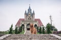 Golden Retriever stood on the stairs