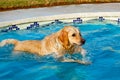 Golden Retriever swimming