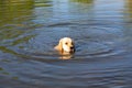 Golden Retriever swimming in lake. Hound hunting in pond. Dog is exercising and training in reservoir.