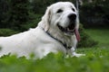 Golden retriever take a rest Royalty Free Stock Photo