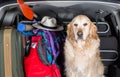 Golden Retriever Trip Royalty Free Stock Photo