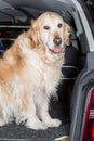 Golden Retriever Trip Royalty Free Stock Photo